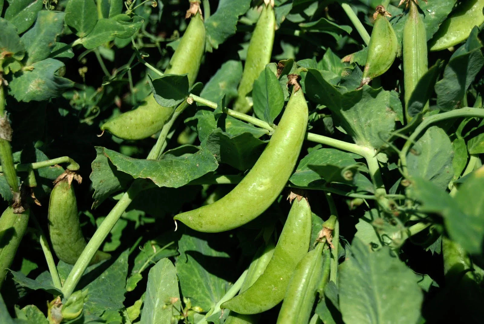 Sugar Snap Pea Seeds - 100 Count Packet - Crisp & Tender Pods - Pisum sativum var. macrocarpon