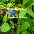 Honeyberry Cuttings 8 pcs 4-8" Lonicera caerulea Varieties Blue Moose Boreal Blue Berry Garden Plant