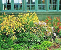 Autumn Sneezeweed Seeds - Perennial Wildflower for Summer Garden, Native Helenium autumnale, Vibrant Blooms, Pollinator Attractant, Drought Tolerant