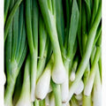 Tokyo Long Bunching Onion Seeds - Non-GMO Allium fistulosum - 200+ Seeds for Home Gardening & Container Planting