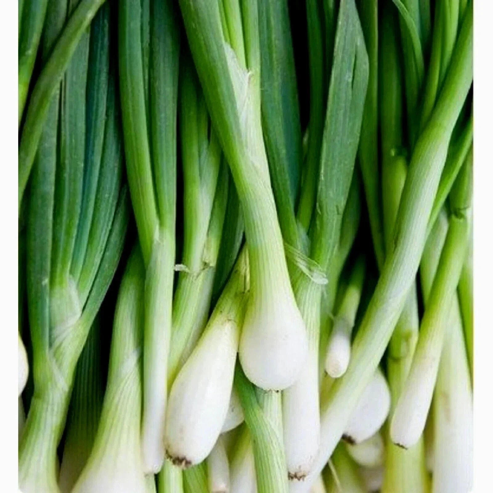 Tokyo Long Bunching Onion Seeds - Non-GMO Allium fistulosum - 200+ Seeds for Home Gardening & Container Planting