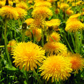 Dandelion Seeds for Planting 2025 – Taraxacum Yellow Puffball Wildflower Seeds, Perennial Herb, Non-GMO