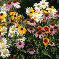 Perennial Wildflower Seed Mix 1 Ounce - 15 Native Species for Pollinators, Easy Grow, Natural Garden, Bee & Butterfly Friendly