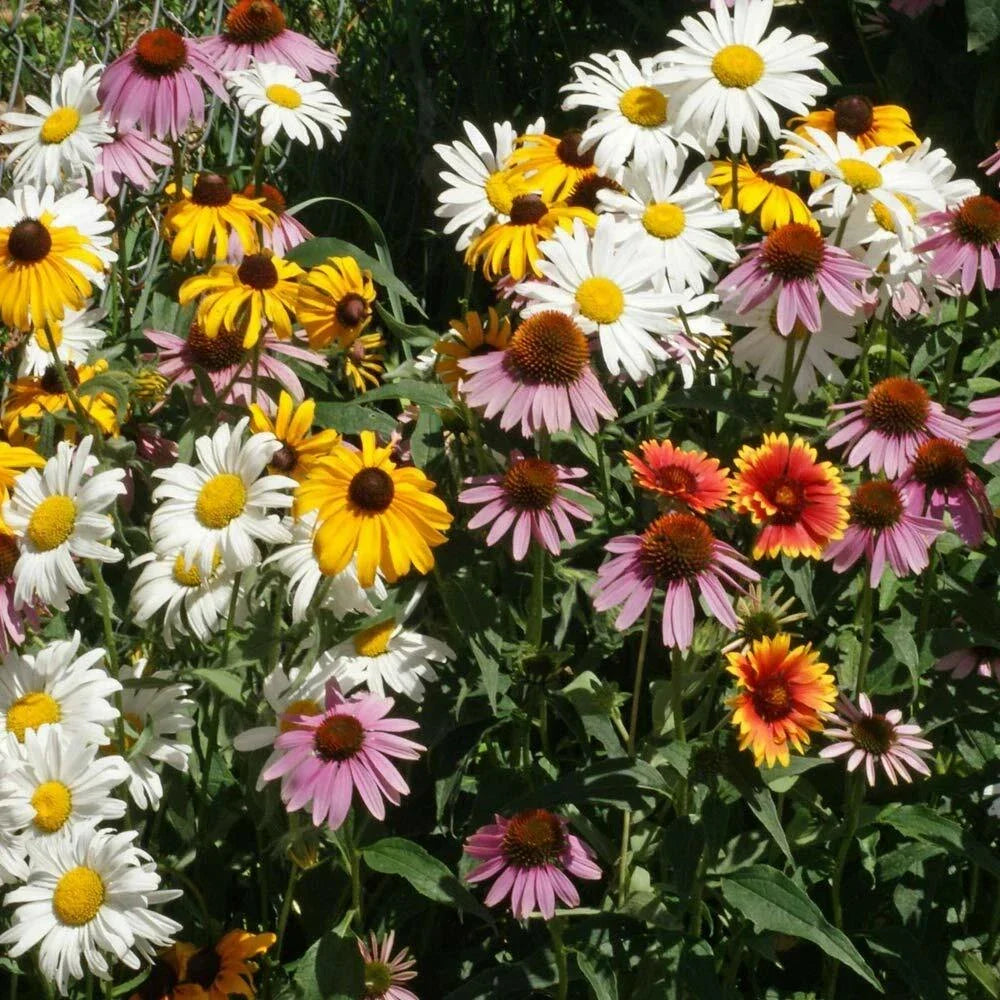 Perennial Wildflower Seed Mix 1 Ounce - 15 Native Species for Pollinators, Easy Grow, Natural Garden, Bee & Butterfly Friendly