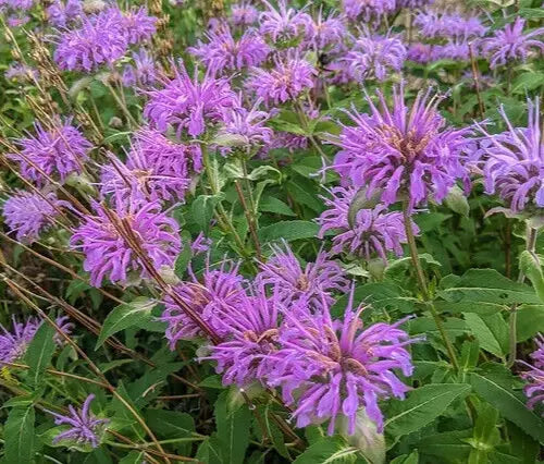 Bee Balm Seeds 1000+ Wild Bergamot Perennial Herb Flower Monarda fistulosa for Pollinator Gardens