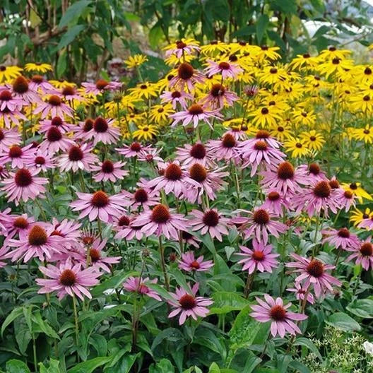 Purple Coneflower Seeds - Echinacea purpurea Perennial Flower Seeds for Garden, Landscaping, Wildflower, Pollinator Attracting, 50 Pack