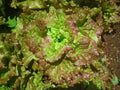 Loose Leaf Lettuce Seeds - Bulk 500-5000, Prizehead Variety, Fast Growing, Lactuca sativa, Home & Garden Gardening