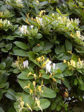 Japanese Honeysuckle Vine Cuttings - 8" Unrooted Clippings - Lonicera japonica Organic Starter Plants