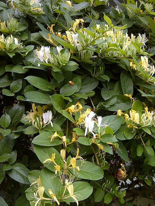 Japanese Honeysuckle Vine Cuttings - 8" Unrooted Clippings - Lonicera japonica Organic Starter Plants