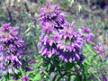 Beebalm Seeds - Lemon Bee Balm Flower - Monarda citriodora - 1105 Seeds - Pollinator Attracting, Garden, Container Plant