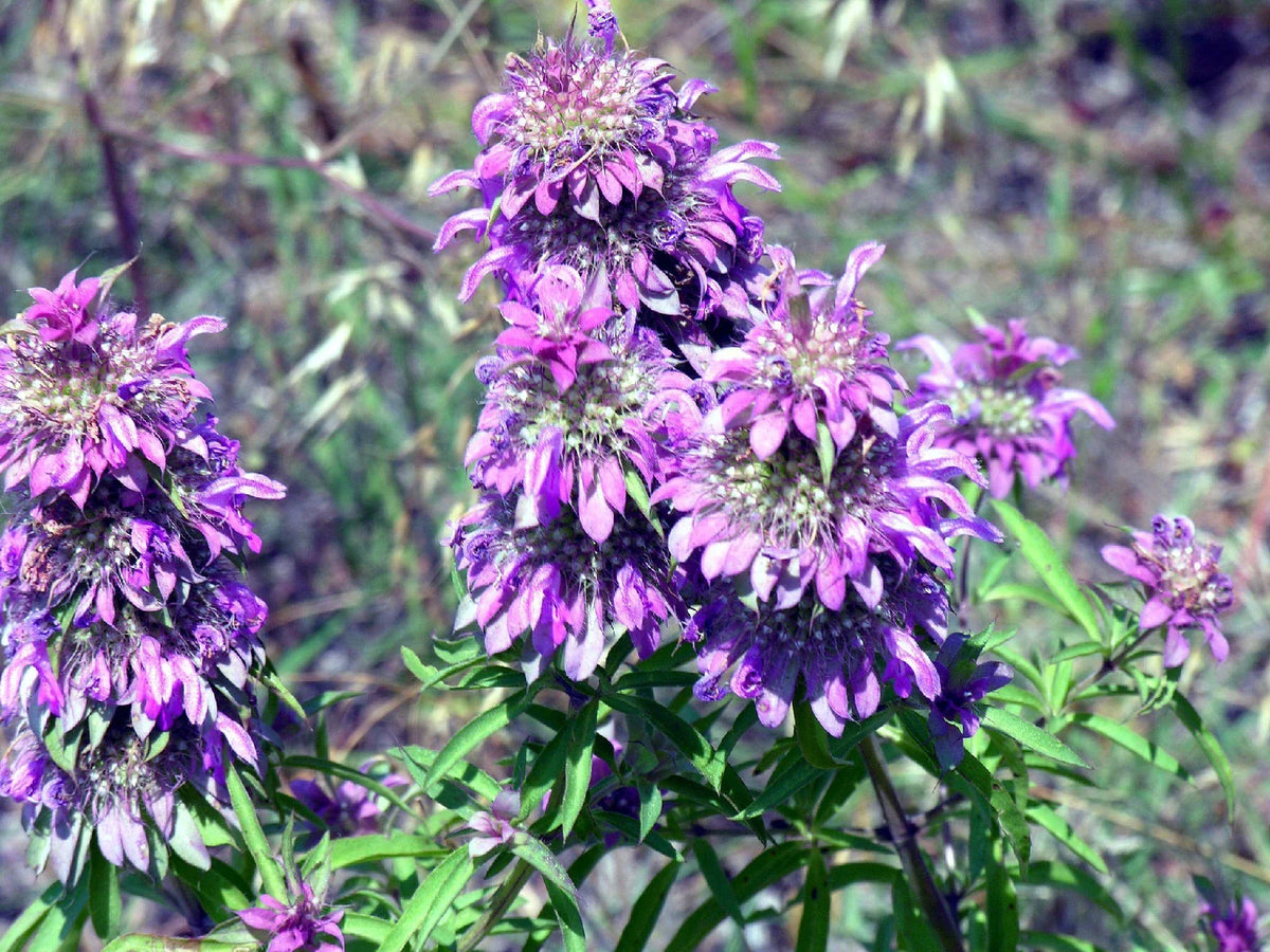 Beebalm Seeds - Lemon Bee Balm Flower - Monarda citriodora - 1105 Seeds - Pollinator Attracting, Garden, Container Plant