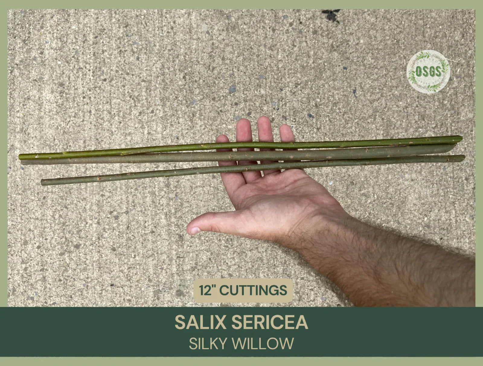 Silky Willow Cuttings | 12" Fresh Cuttings | Salix sericea Native Plant