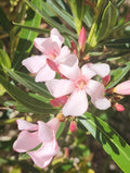 Pink Oleander Seeds - Nerium Oleander Exotic Plant Tree for Garden & Landscape - 60 Seeds