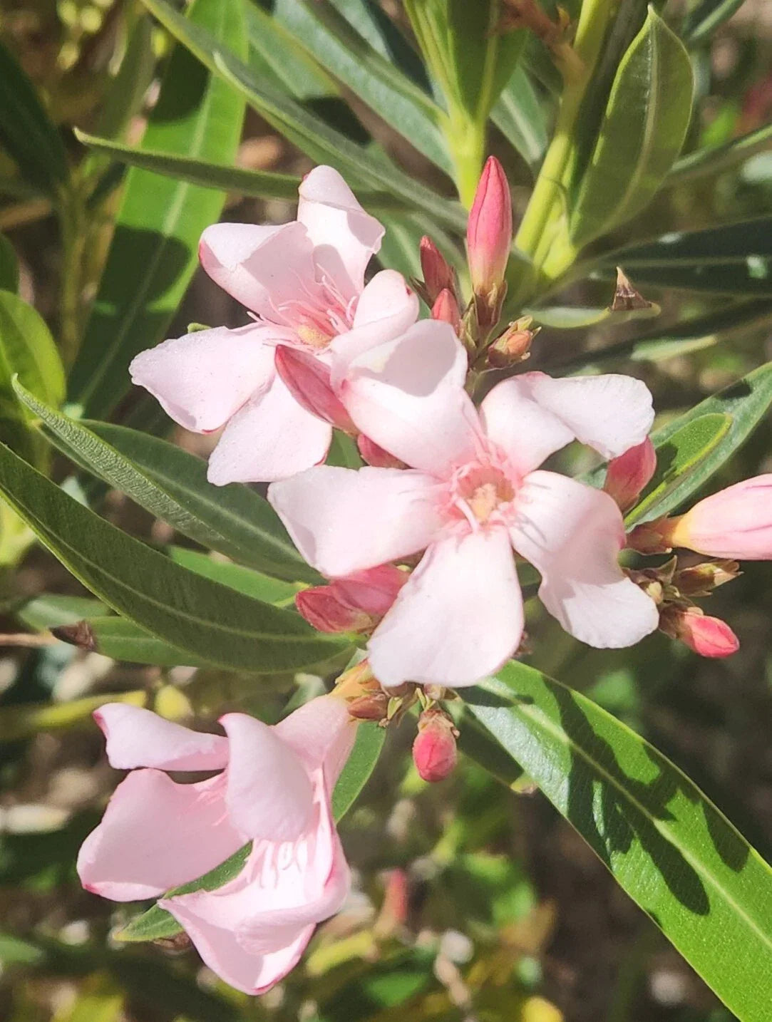 Pink Oleander Seeds - Nerium Oleander Exotic Plant Tree for Garden & Landscape - 60 Seeds