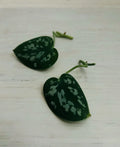 Satin Pothos Cuttings | Rooted Live Plant Nodes | Scindapsus pictus | Indoor Houseplant | Easy Care, Variegated Leaves