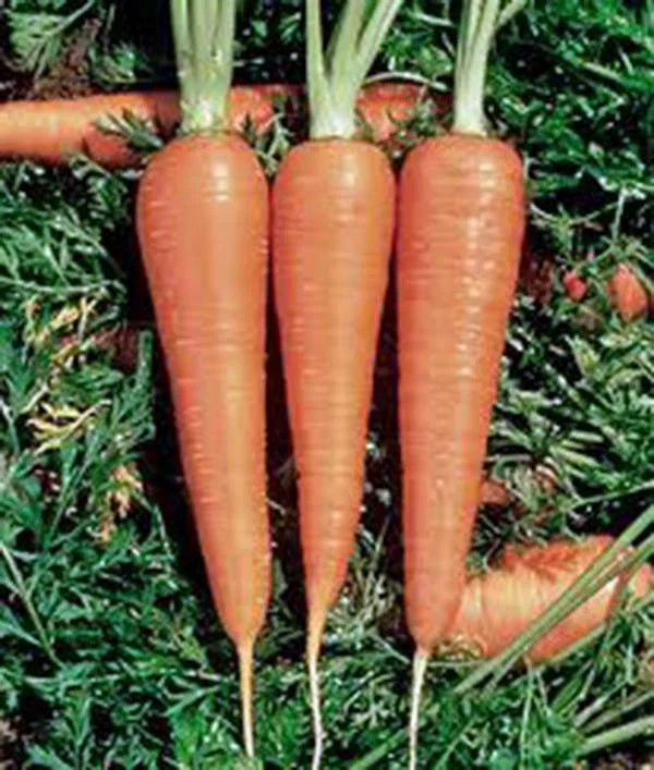 Heirloom Carrot Seeds - Danvers 126 Variety - Organic Daucus carota - 500+ Seeds for Vegetable Garden Planting