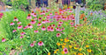 Native Wildflower Seed Mix - 2000+ Seeds, 17 Varieties, Pollinator Friendly, Cut Flowers, Perennial Mix