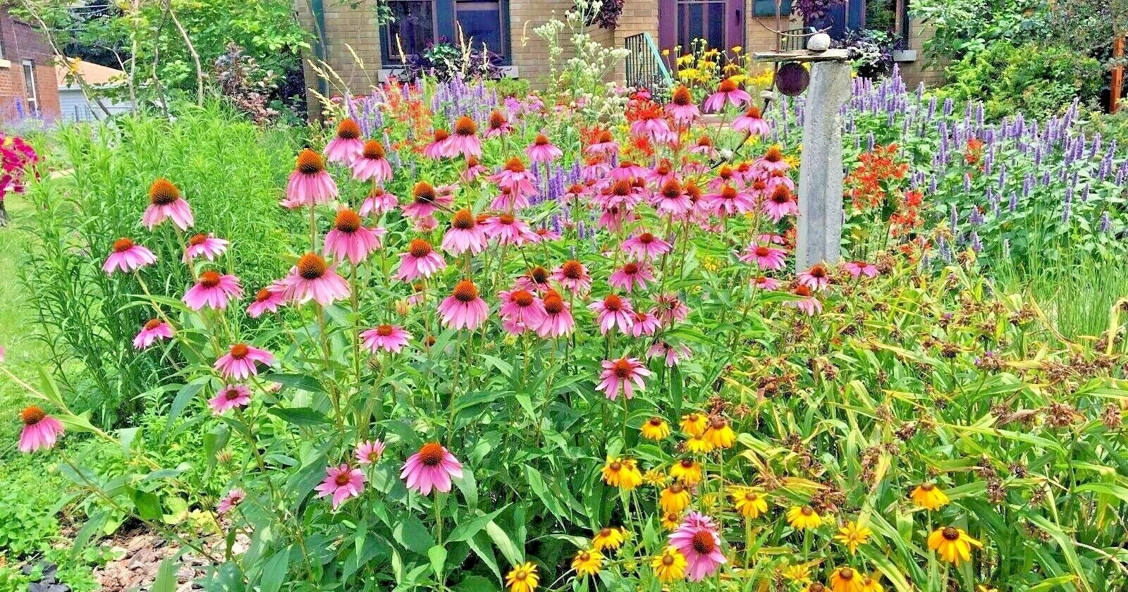 Native Wildflower Seed Mix - 2000+ Seeds, 17 Varieties, Pollinator Friendly, Cut Flowers, Perennial Mix