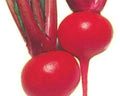 Red Round Turnip Seeds - 100 Heirloom Brassica rapa for Home Garden, Cool Climate, Easy to Grow