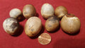 California Avocado Seeds - 8 Pack for Growing Persea americana Fruit Trees in USDA Zones 9-11