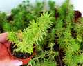 Sedum Rupestre Angelina Drought Tolerant Trailing Ground Cover - Yellow Foliage - Stone Crop Plant
