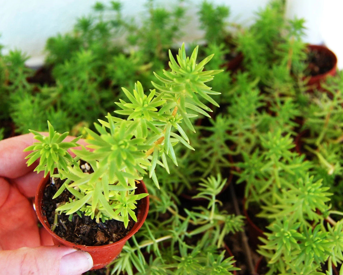 Sedum Rupestre Angelina Drought Tolerant Trailing Ground Cover - Yellow Foliage - Stone Crop Plant