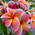 Plumeria Seeds 5 Pack - Orange Pink White Hawaiian Flowers - Perennial Tropical Garden Plants (Plumeria spp.)