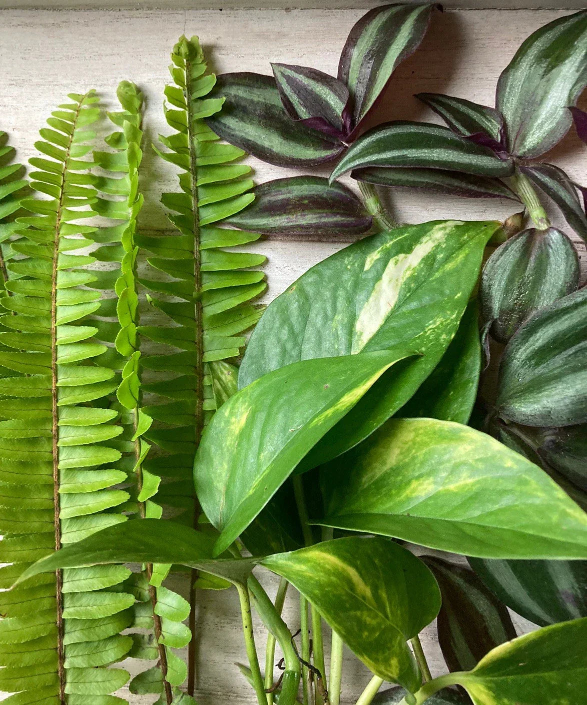 Live Plant Cuttings Pack - Pothos, Ferns, Wandering Jew - Epipremnum aureum, Nephrolepis exaltata, Tradescantia zebrina
