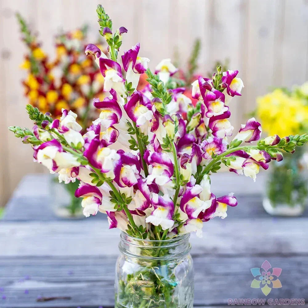 Cherry Twist Snapdragon Seeds - 1000+ Count, Antirrhinum majus, Garden Planting, Vibrant Red Blooms, Easy to Grow, Pollinator Attracting
