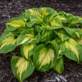 Hosta Etched Glass Perennial Plant in 5.25" Pot, Shade Garden, Well-Rooted Hosta spp.