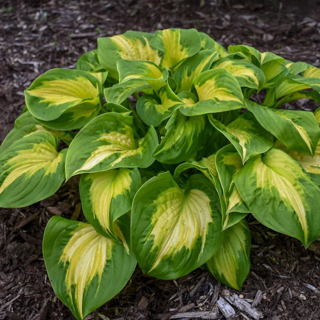 Hosta Etched Glass Perennial Plant in 5.25" Pot, Shade Garden, Well-Rooted Hosta spp.