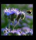 Purple Tansy Seeds - Bulk 2000 Count - Fiddleneck Lacy Phacelia - Nectar-Rich Wildflower for Pollinators - Annual, Purple Flowers