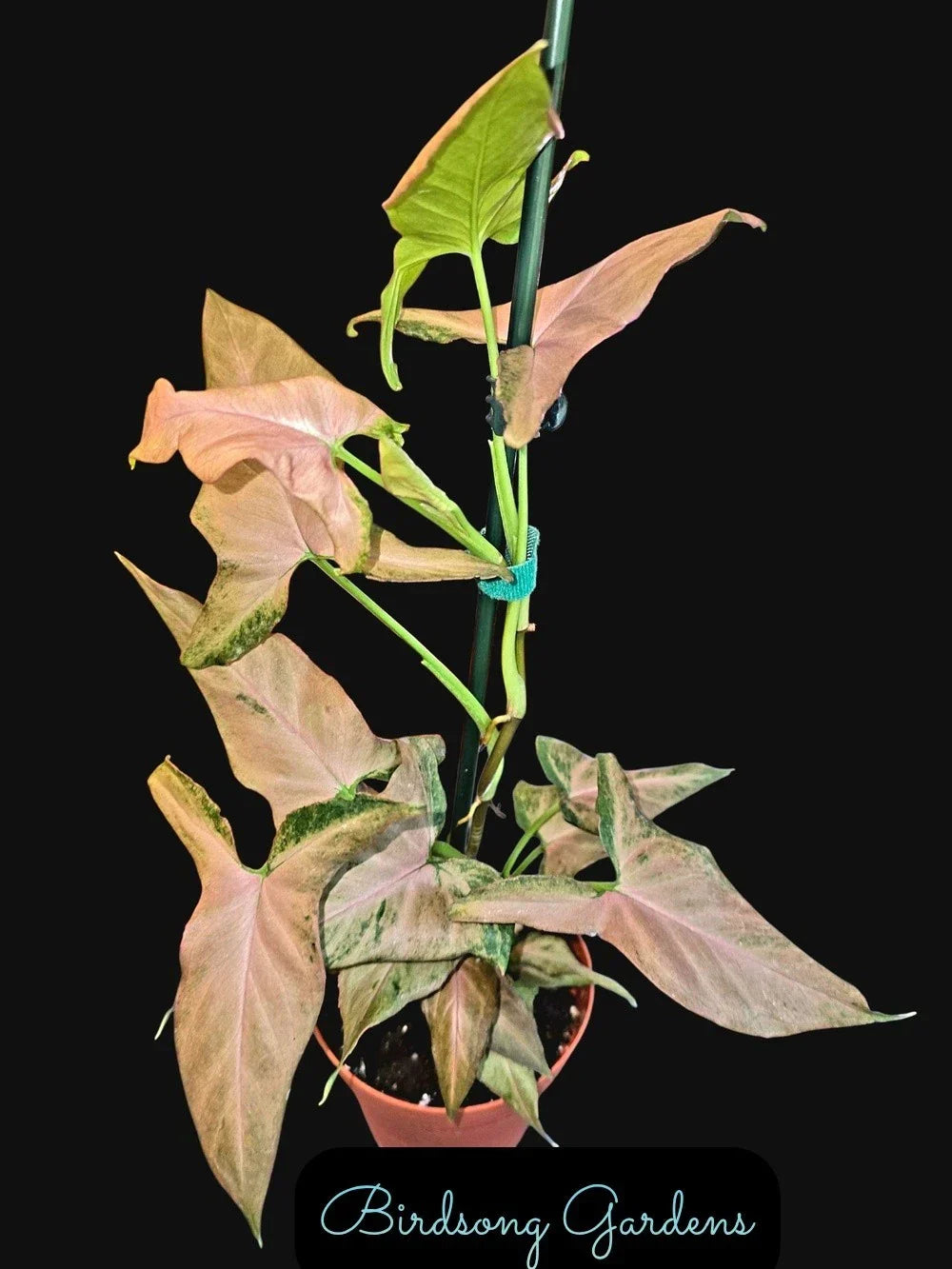Syngonium Plant 4" Pot Pink Variegation Syngonium podophyllum "Mickey" Indoor Houseplant