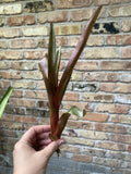 Aechmea ‘Burgundy’ Bromeliad Unrooted Cutting – Tropical Indoor Houseplant Propagation, Vibrant Foliage