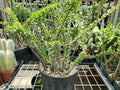 Rooted Succulent Cutting Alluaudia humbertii Madagascar Desert Plant - Unique Architectural Succulent
