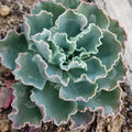 Live Echeveria Blue Curls Succulent Plant in 4-Inch Pot, Fully Rooted, Echeveria 'Blue Curls' for Indoor & Outdoor Decor
