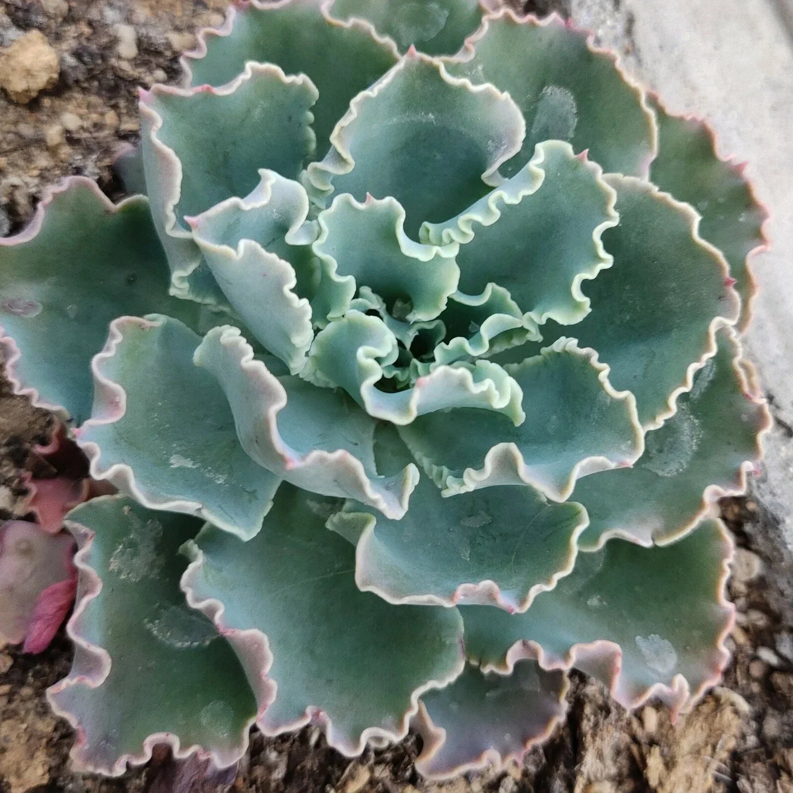 Live Echeveria Blue Curls Succulent Plant in 4-Inch Pot, Fully Rooted, Echeveria 'Blue Curls' for Indoor & Outdoor Decor