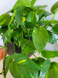 Pothos Cuttings - 3 Unrooted Hawaiian Epipremnum aureum Trailing Vines for Propagation and Indoor Garden