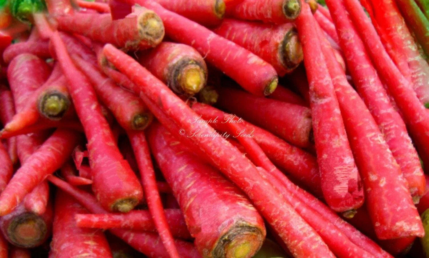 Organic Atomic Red Carrot Seeds - Heirloom Vegetable Seeds for Container Gardening, Non-GMO, 200+ Seeds