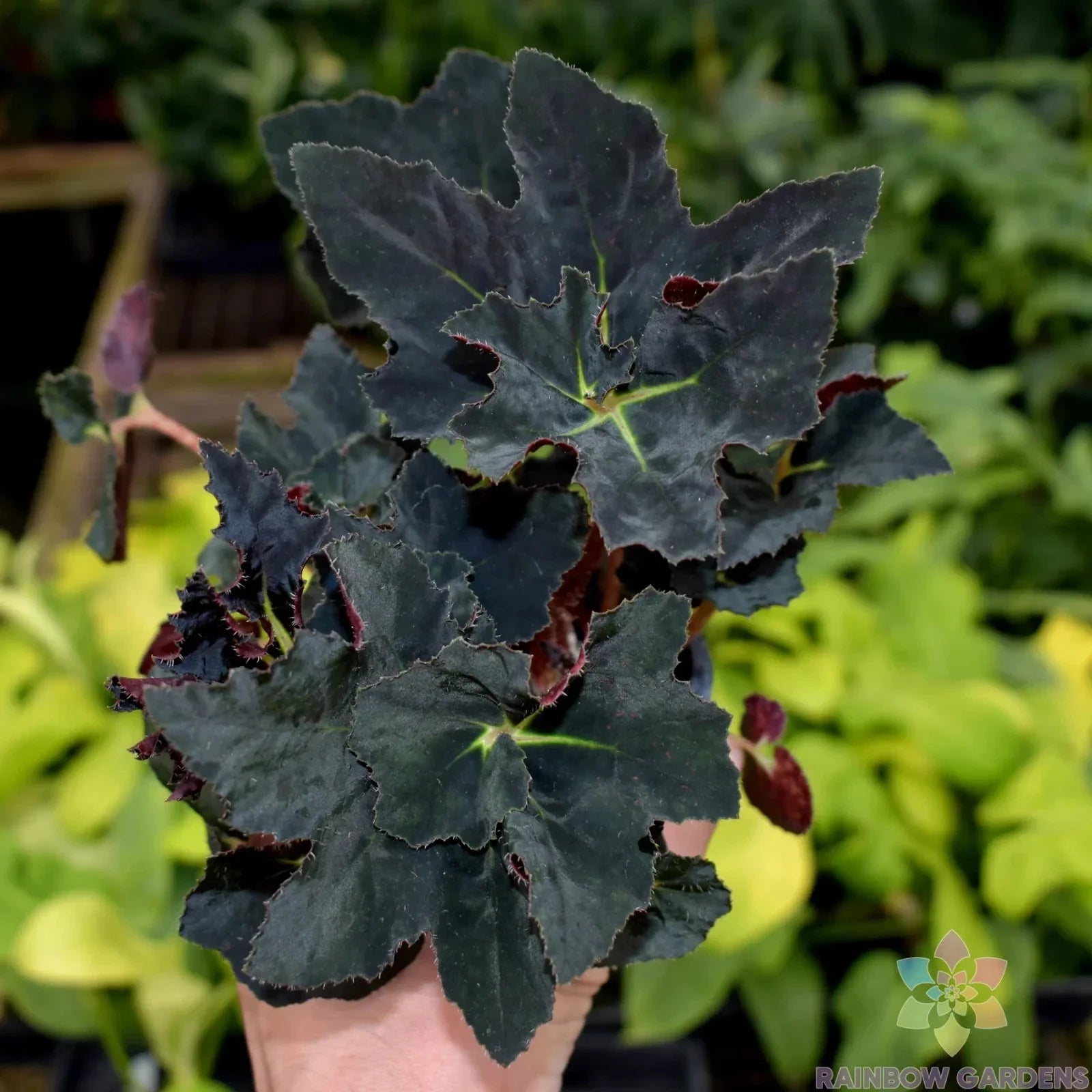 Black Fancy Begonia Seeds – 25+ Count for Garden & Indoor Planting – Begonia x hybrida