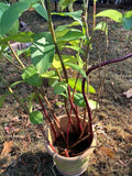 Costus Igneus Insulin Plant Rhizome - Fiery Spiral Leaves, Indoor or Outdoor, Tropical, Hardy, 1 Plant