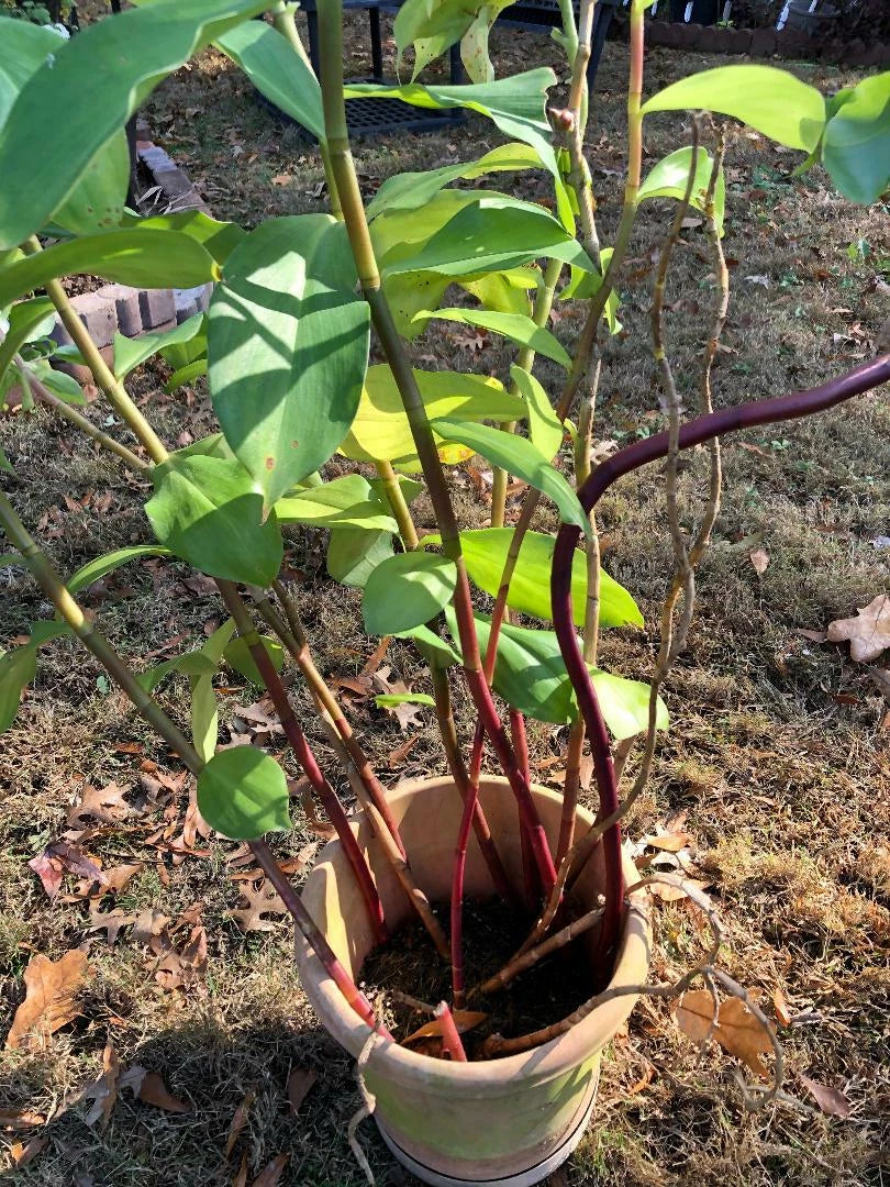 Costus Igneus Insulin Plant Rhizome - Fiery Spiral Leaves, Indoor or Outdoor, Tropical, Hardy, 1 Plant
