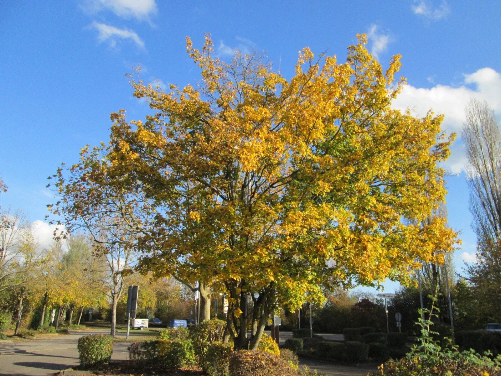 Acer campestre Hedge Maple Tree Seeds – Hardy, Non-GMO, for Hedges & Privacy Screens, Full Sun to Partial Shade