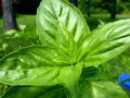 Lemon Basil Seeds 1500+ Organic Heirloom Non-GMO Herb Ocimum Basilicum for Culinary Gardens
