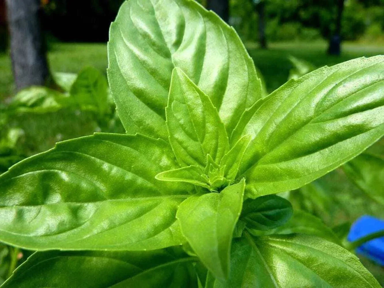 Lemon Basil Seeds 1500+ Organic Heirloom Non-GMO Herb Ocimum Basilicum for Culinary Gardens