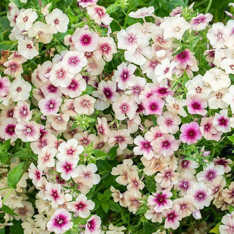 Cherry Caramel Phlox Seeds - 100+ Pack, Garden Flower Seeds, Phlox paniculata, Vibrant Blooms for Borders & Containers