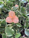 Small Well Rooted Bambino Orange/Peach Bougainvillea Plant | Tropical Flowering Bougainvillea spp.