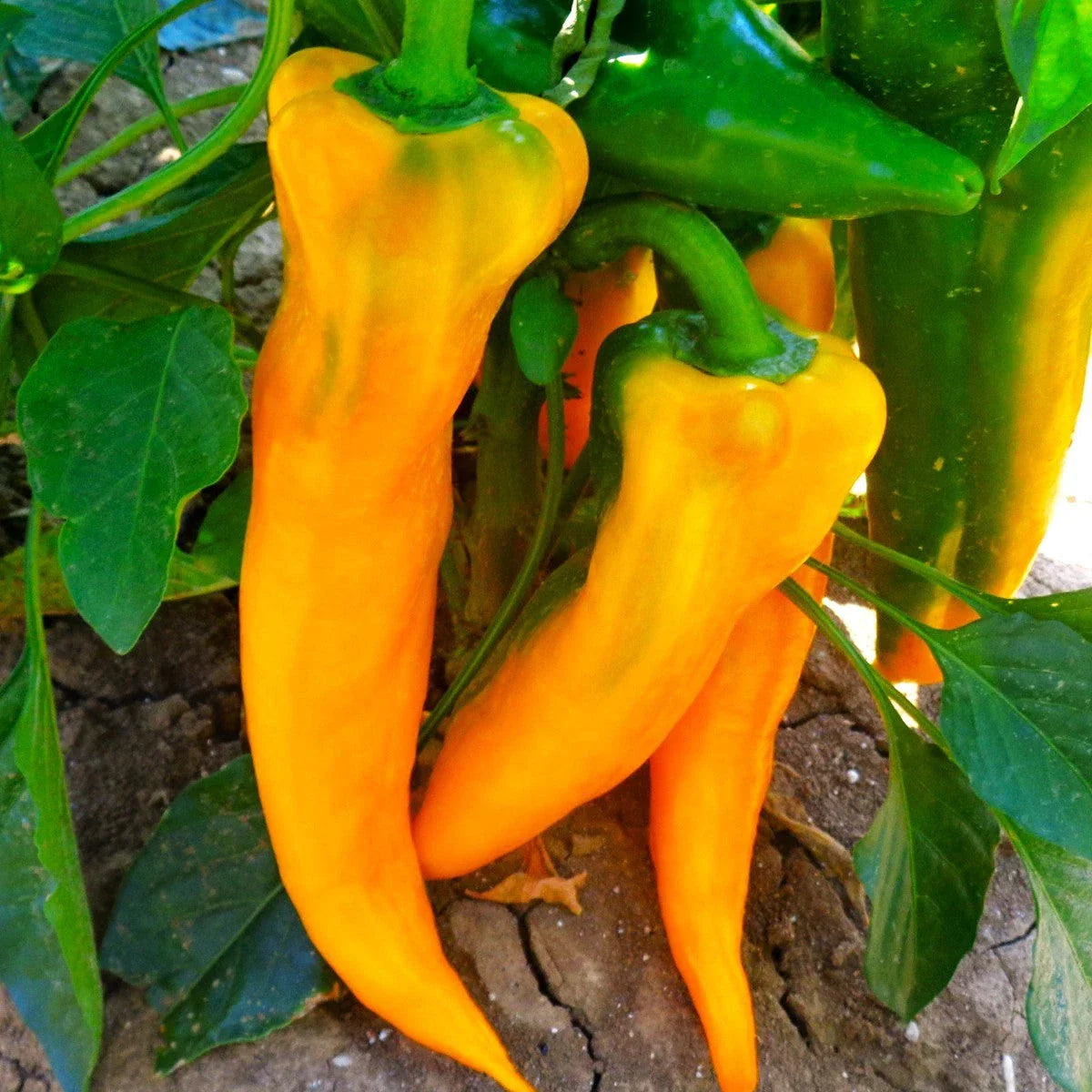 Golden Treasure Sweet Pepper Seeds - Italian Marconi Capsicum annuum, Heirloom Vegetable Seeds for Home Gardening