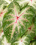 Galaxy Caladium Bulbs for Planting - Colorful Tropical Foliage - Caladium bicolor - Shade-Loving Garden and Indoor Plants