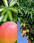 8-Inch Rooted Mango Tree Seedling Tropical Fruit Plant Mangifera indica for Garden or Patio